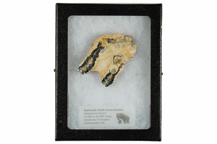 Mammoth Molar Slice with Case - South Carolina #180536